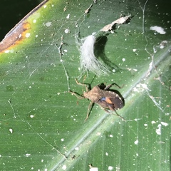 Anasa scorbutica