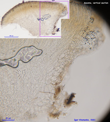 Phaeohelotium fulvidulum