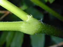 Actaea laciniata
