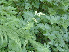 Actaea laciniata