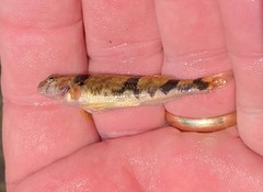 Etheostoma blennius