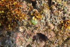 Dictyosphaeria cavernosa