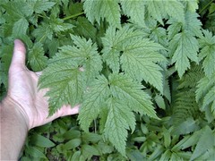 Actaea laciniata