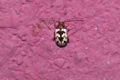 Acrocyum maculicollis