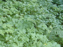 Actaea laciniata