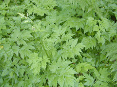 Actaea laciniata