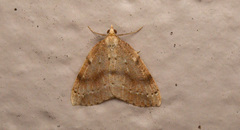 Thallophaga hyperborea