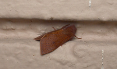 Orthosia transparens