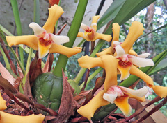Maxillaria parkeri