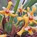 Maxillaria parkeri - Photo (c) gregory_nielsen, some rights reserved (CC BY-NC)