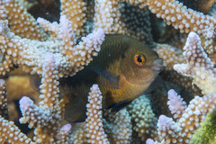 Cheiloprion labiatus