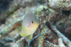 Pomacentrus amboinensis