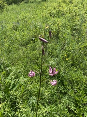 Lilium martagon pilosiusculum