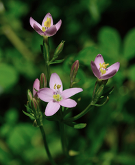 Centaurium cachanlahuen
