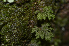 Hymenophyllum plicatum