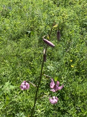 Lilium martagon pilosiusculum