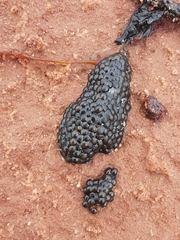 Scaphiopodidae