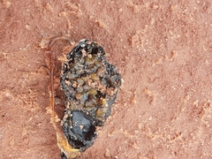 Scaphiopodidae