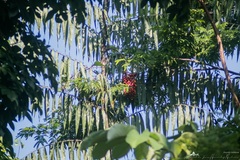 Desmoncus chinantlensis