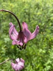 Lilium martagon pilosiusculum