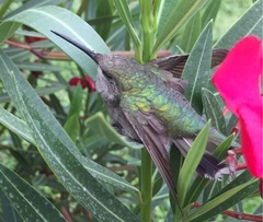 Trochilidae