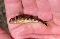 Etheostoma blennius