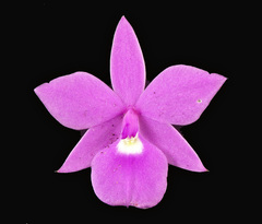 Dimerandra emarginata