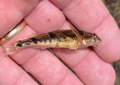 Etheostoma blennius