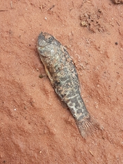 Cyprinodon tularosa