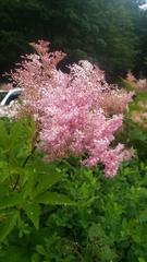 Filipendula rubra