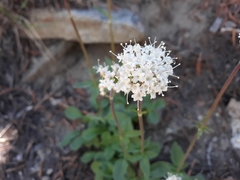 Valeriana californica