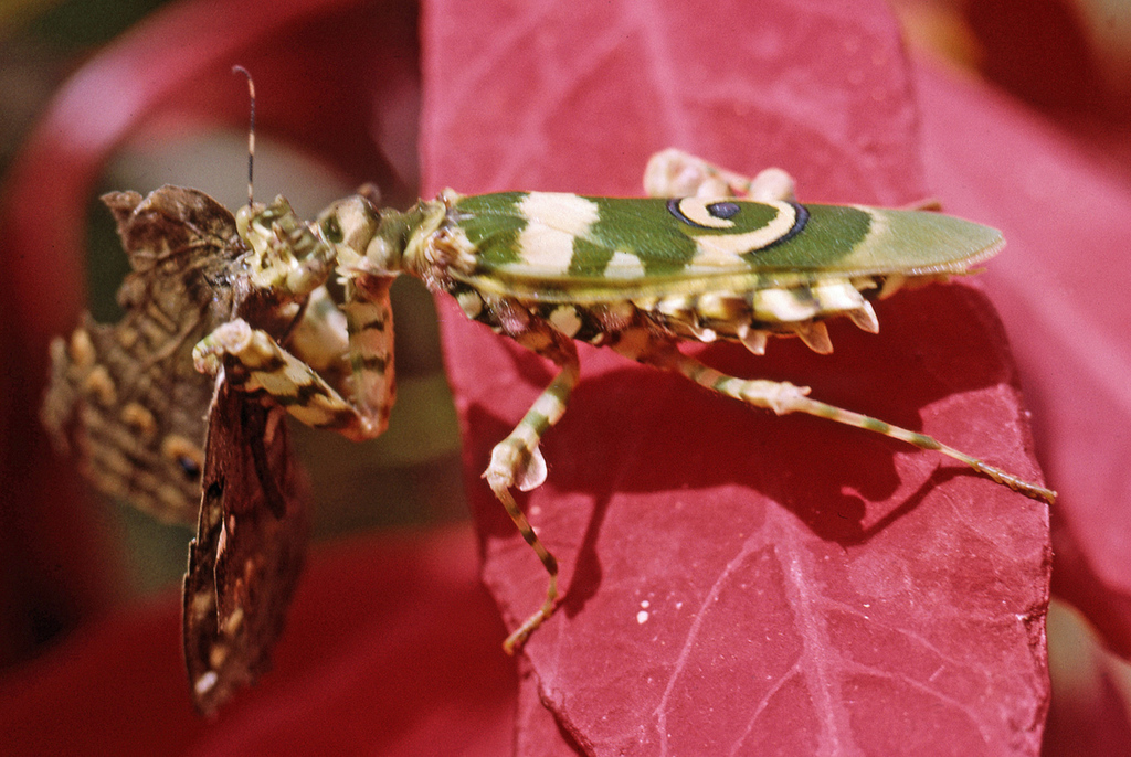 Spiny Flower Mantises
