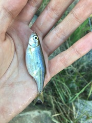 Richardsonius balteatus