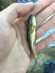 Richardsonius balteatus