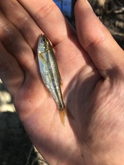 Richardsonius balteatus