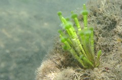 Cymopolia barbata