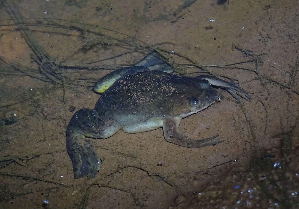 Eritrea Clawed Frog