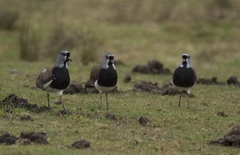 Vanellus chilensis chilensis