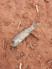 Cyprinodon tularosa