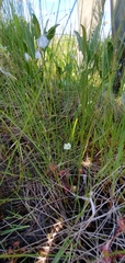 Drosera anglica