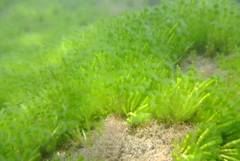 Cymopolia barbata