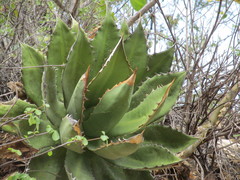 Agave cupreata