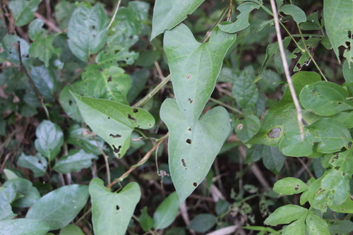 Aristolochia odoratissima