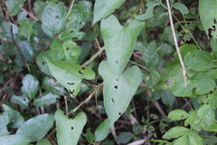 Aristolochia odoratissima