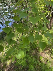 Betula platyphylla
