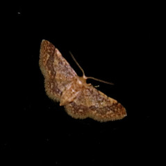 Idaea celtima
