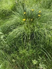 Ranunculus polyanthemos