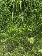 Ranunculus polyanthemos