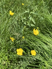 Ranunculus polyanthemos