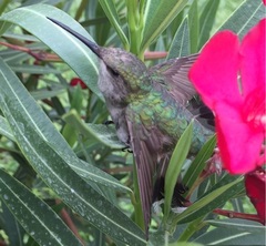 Trochilidae